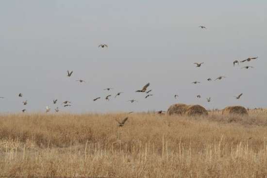 The Pheasant Hunt