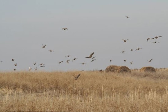 Pheasant Habitat