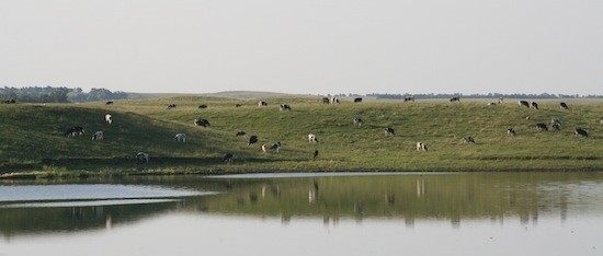 Short Bred Heifers