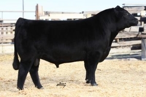 AI sire for heifers