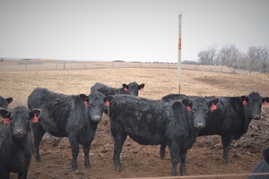 2016 Bred Heifers SOLD