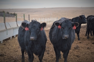 Bred Heifers SOLD