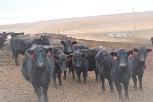 2016 Bred Heifers SOLD