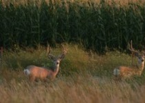 Deer-119.jpg