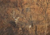 Deer-120.jpg