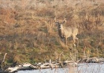 Deer-121.jpg