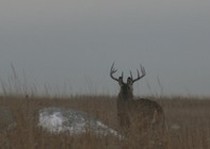 Deer-122.jpg