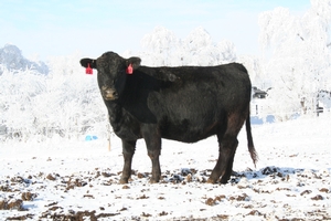 2016 bred heifers SOLD