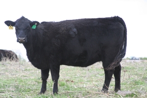 Registered Cow