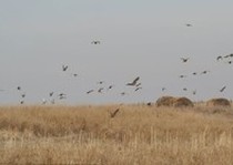 Pheasant Habitat Photo Gallery