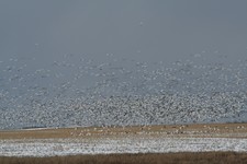 snow%20geese.jpg