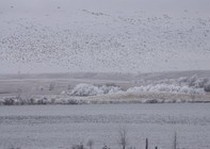 waterfowl-habitat-123.jpg