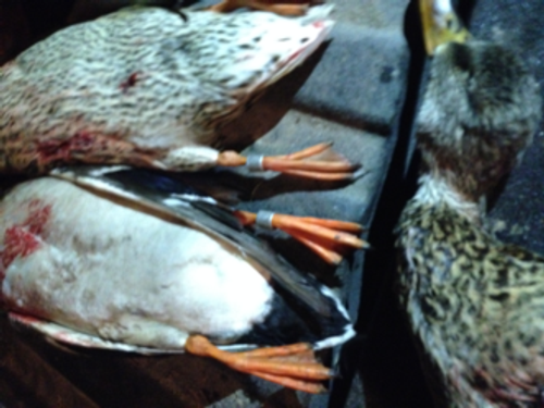 Saskatchewan Duck and Goose Banding Information 