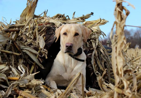 A Gundog Pup