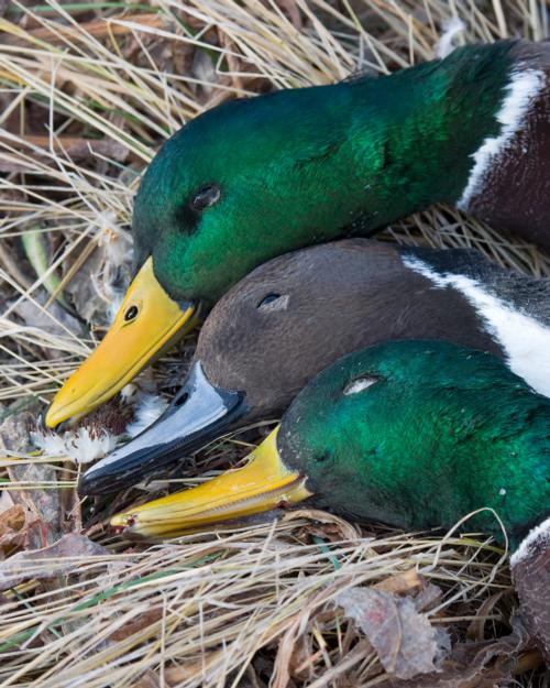 Sask Bird Hunting Regulation Changes