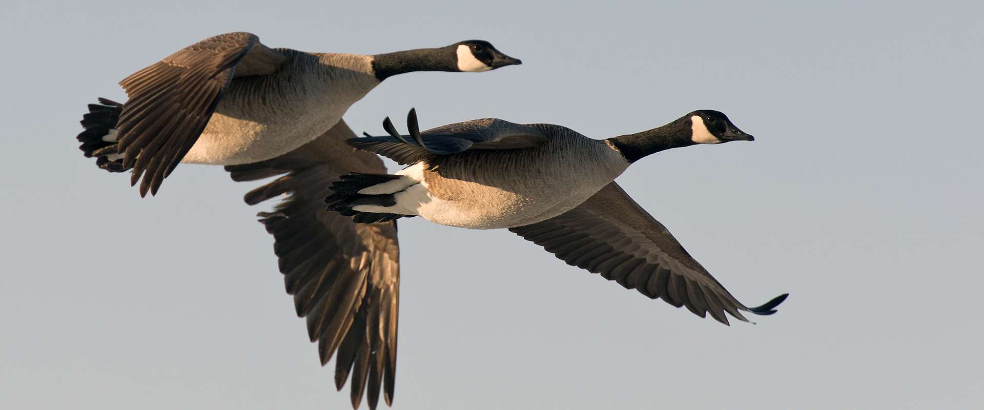 Canada Duck Hunts