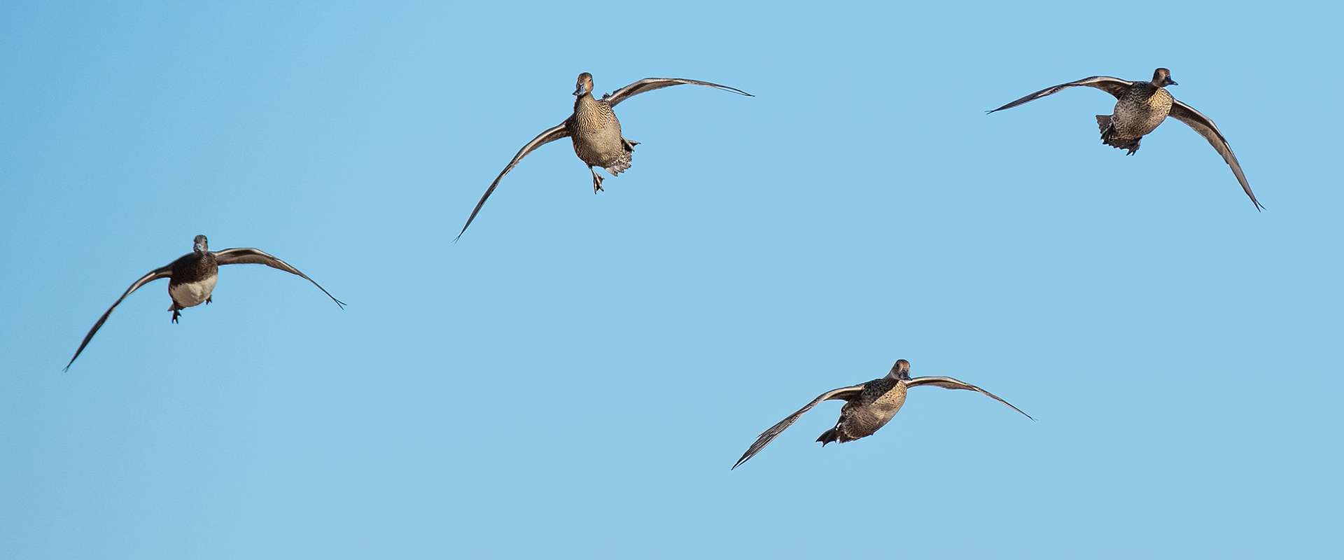 Guided Duck Hunts Saskatchewan