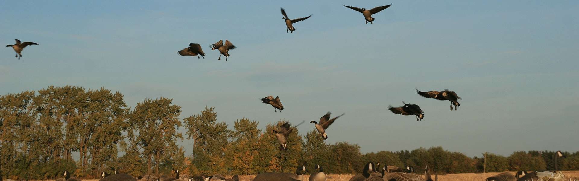 How to Choose A Canada Waterfowl Hunting Outfitter