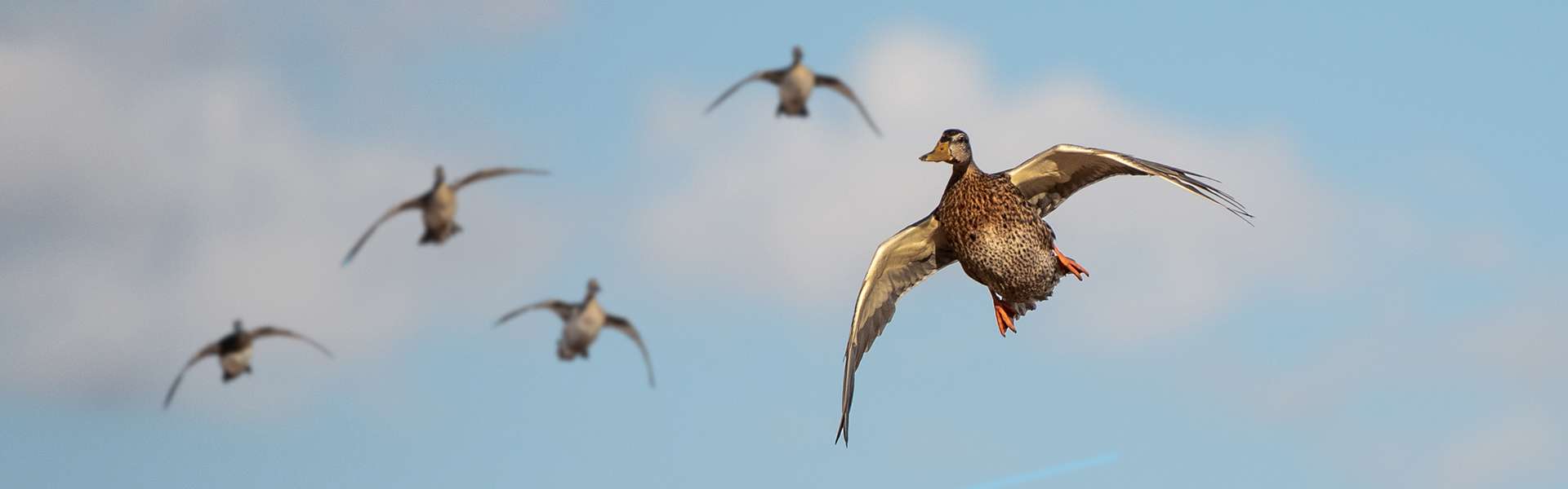 Best Duck Hunting Saskatchewan Canada