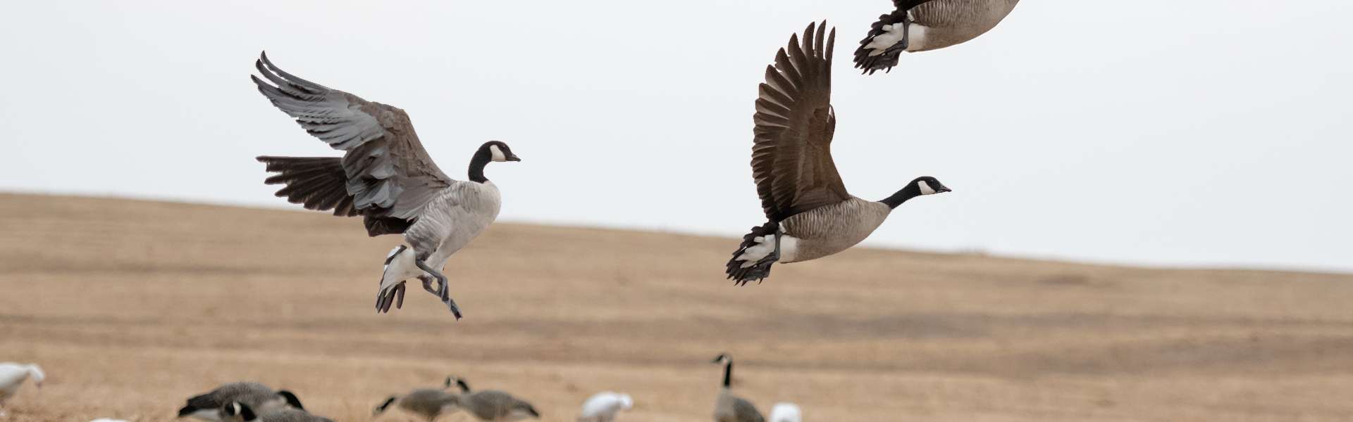 Hunting Geese in Saskatchewan, Canada