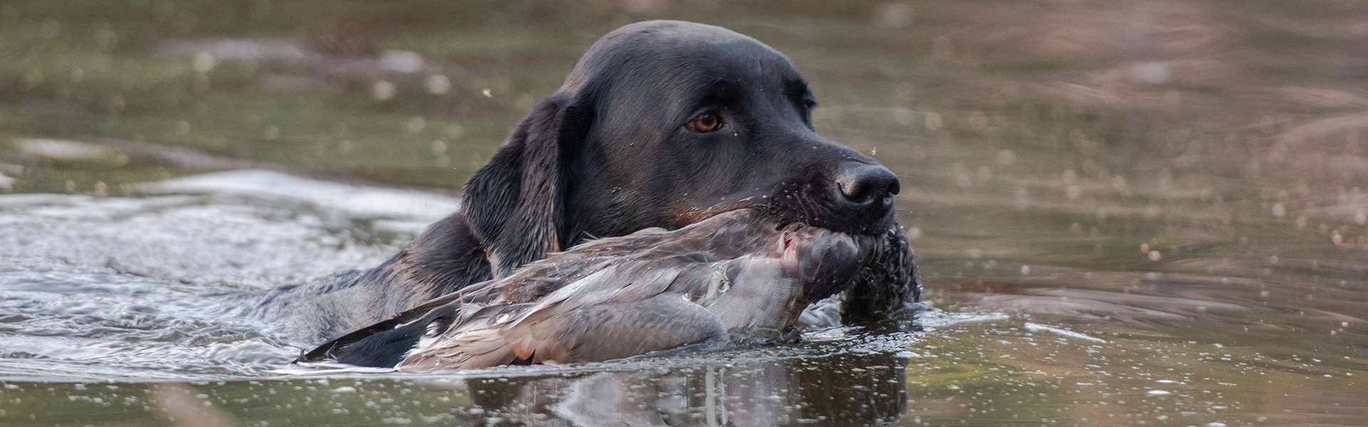 Saskatchewan Waterfowl Hunting Packages