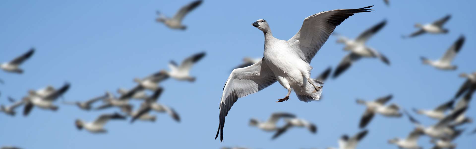 Spring Snow Goose Hunting In Saskatchewan