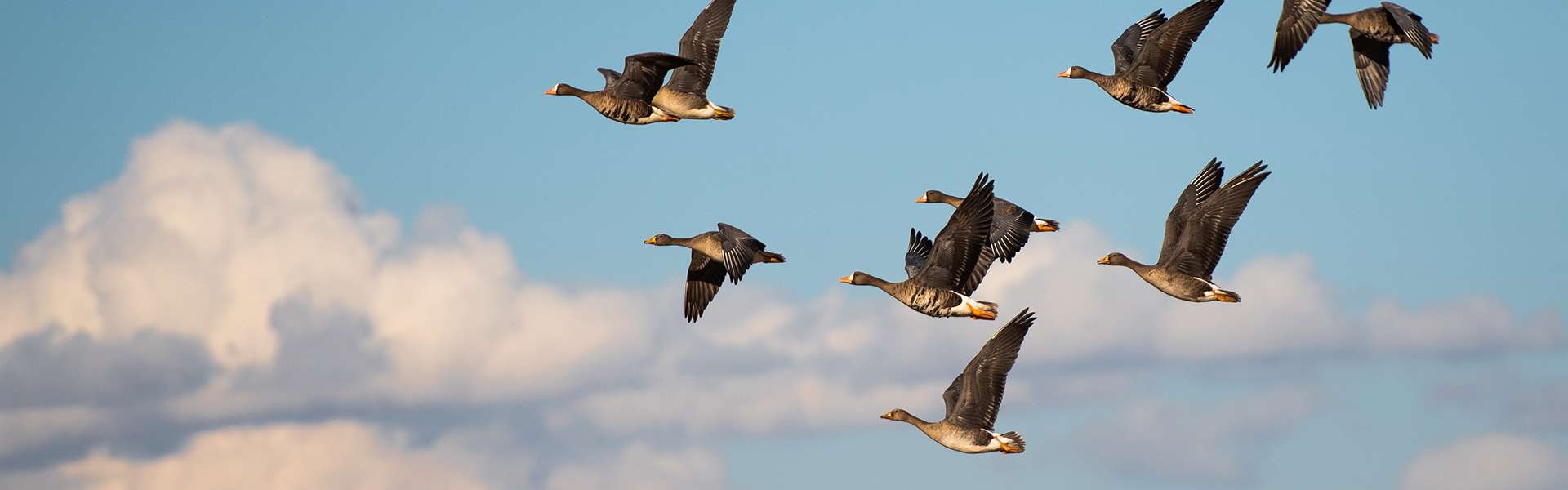 Duck & Goose Hunting Species & Habitat Saskatchewan