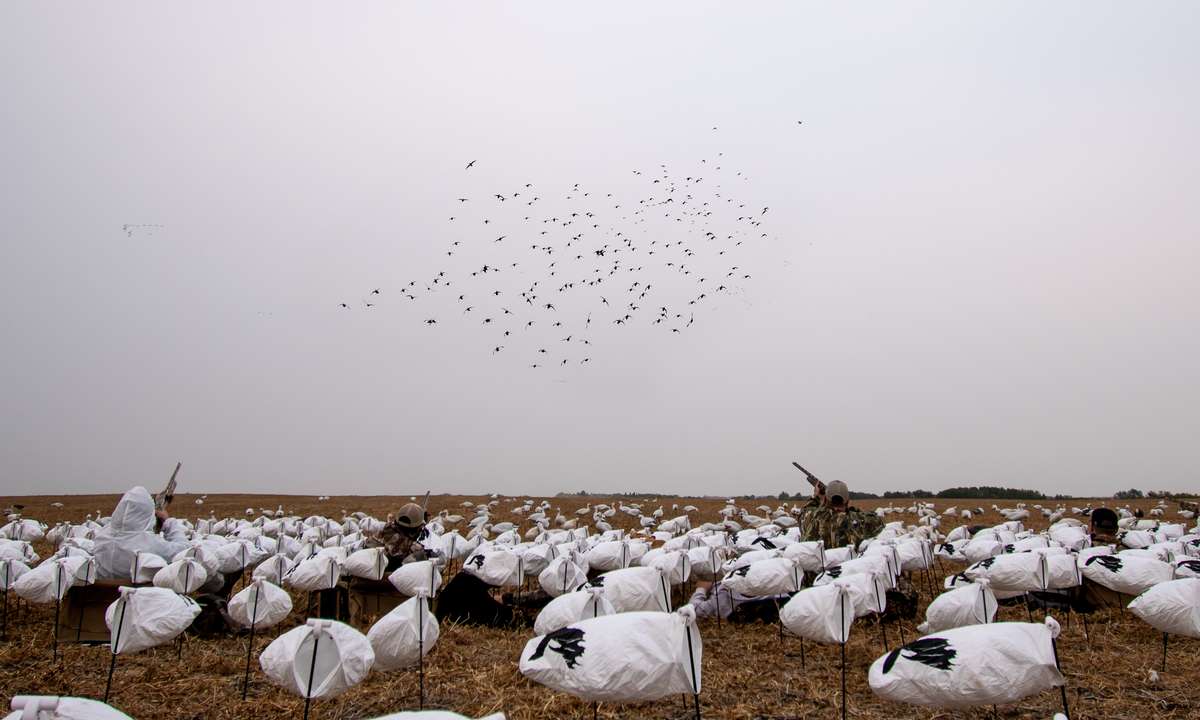 Saskatchewan Spring Snow Goose Hunting