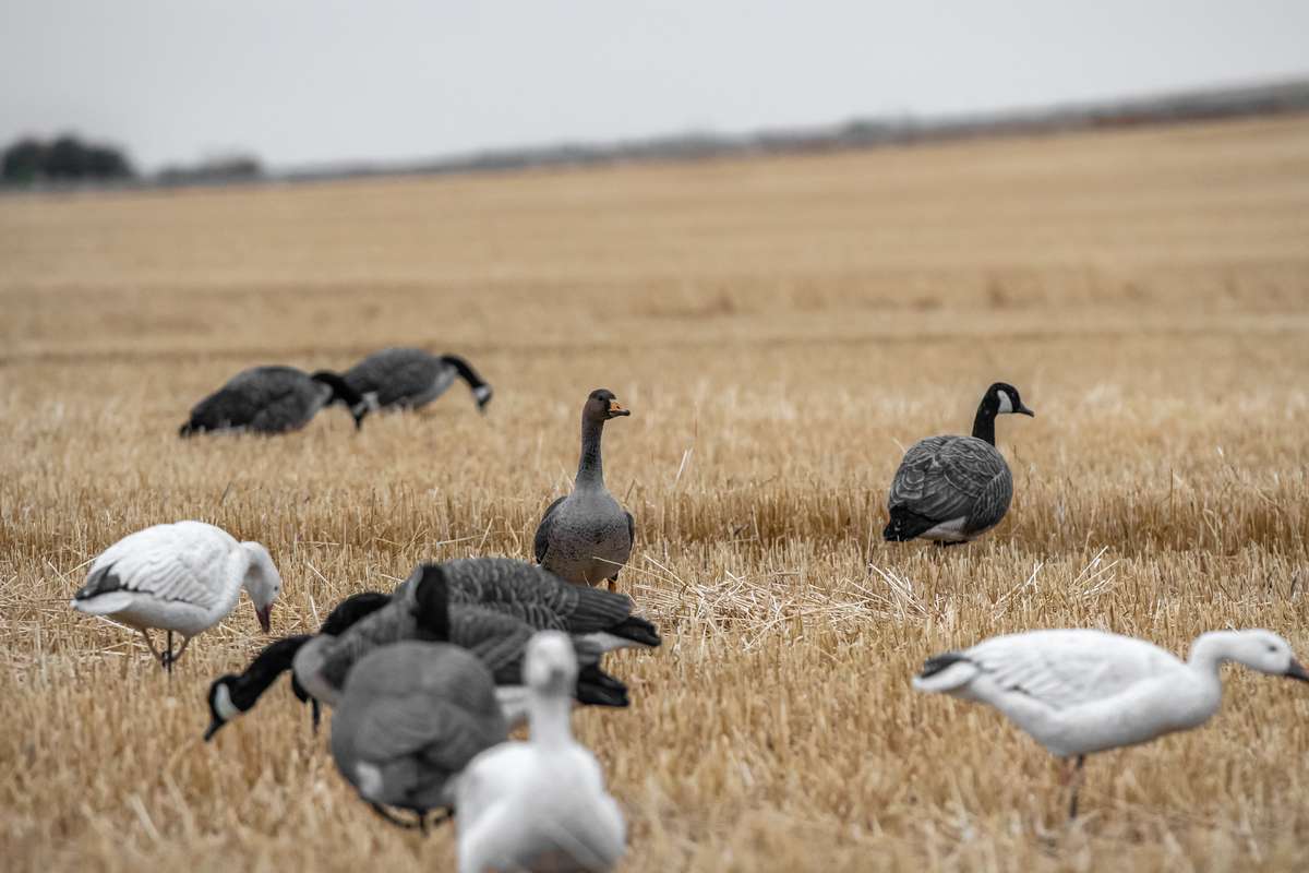 Scouting For Hunting Geese in Saskatchewan