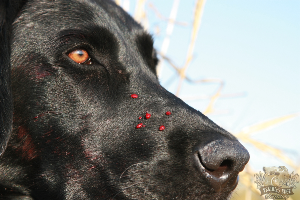 Duck Hunting dogs Canada