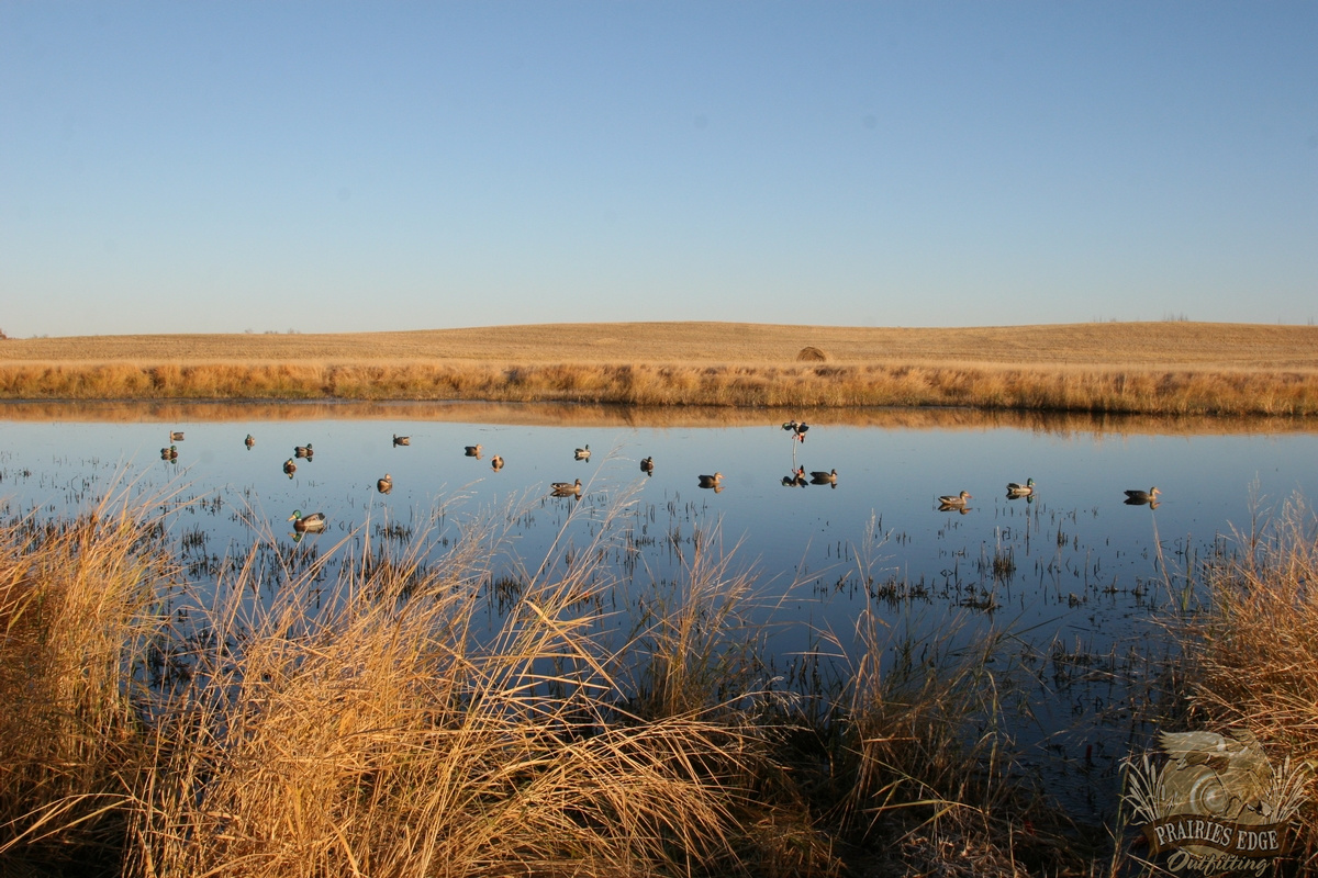 Afternoon Waterfowl Hunting