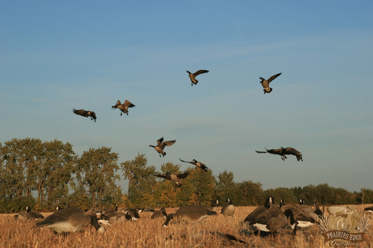 Saskatchewan Goose Hunting