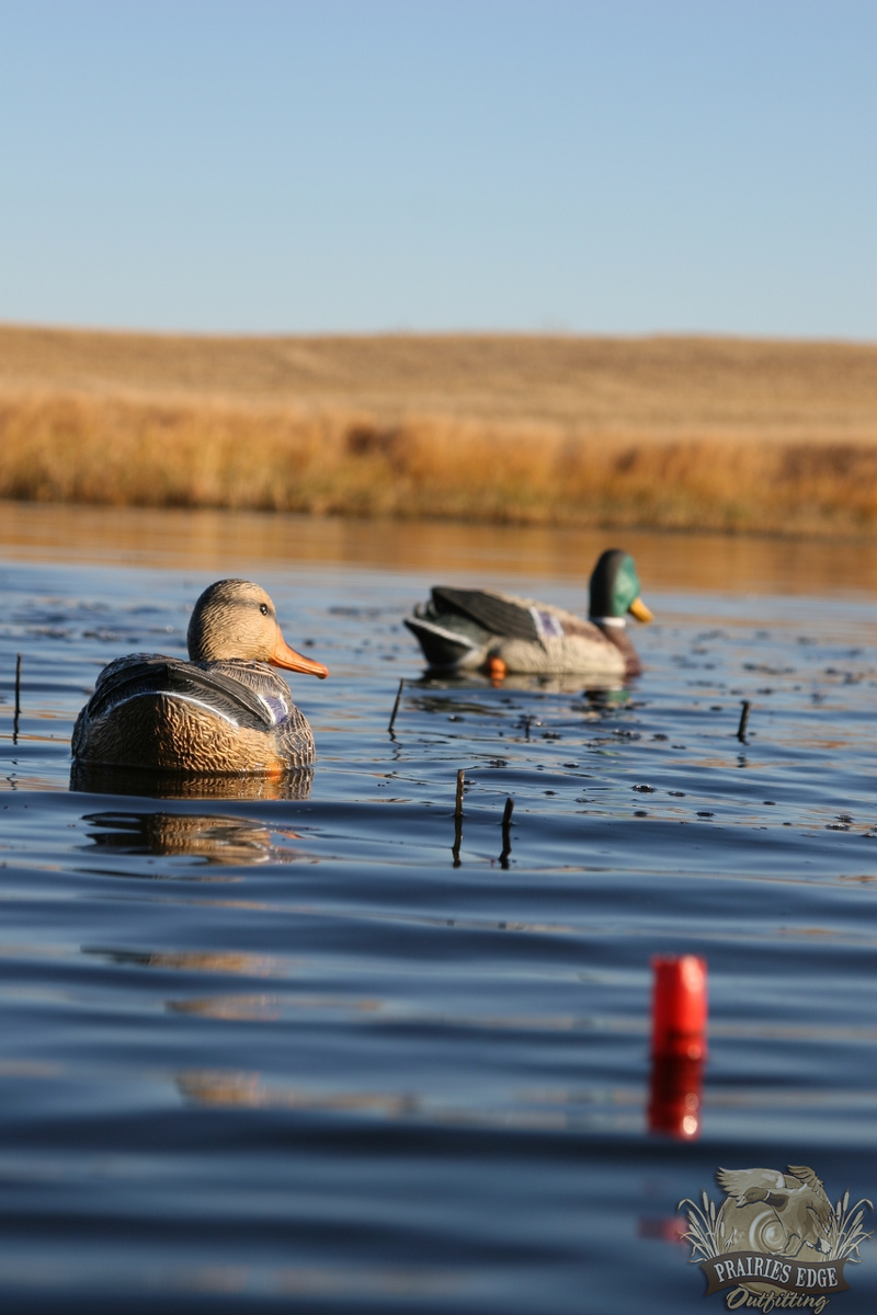 Duck Hunts Goose Hunts Saskatchewan