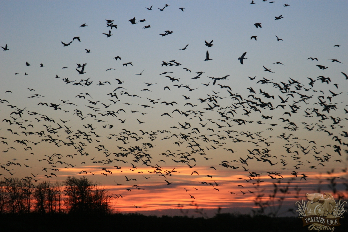 Goose Hunting Saskatchewan