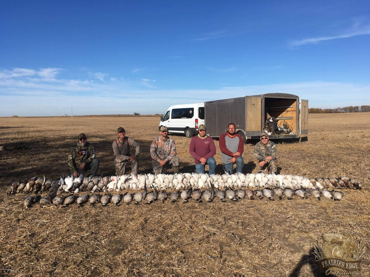 Spring Snow goose hunts Saskatchewan