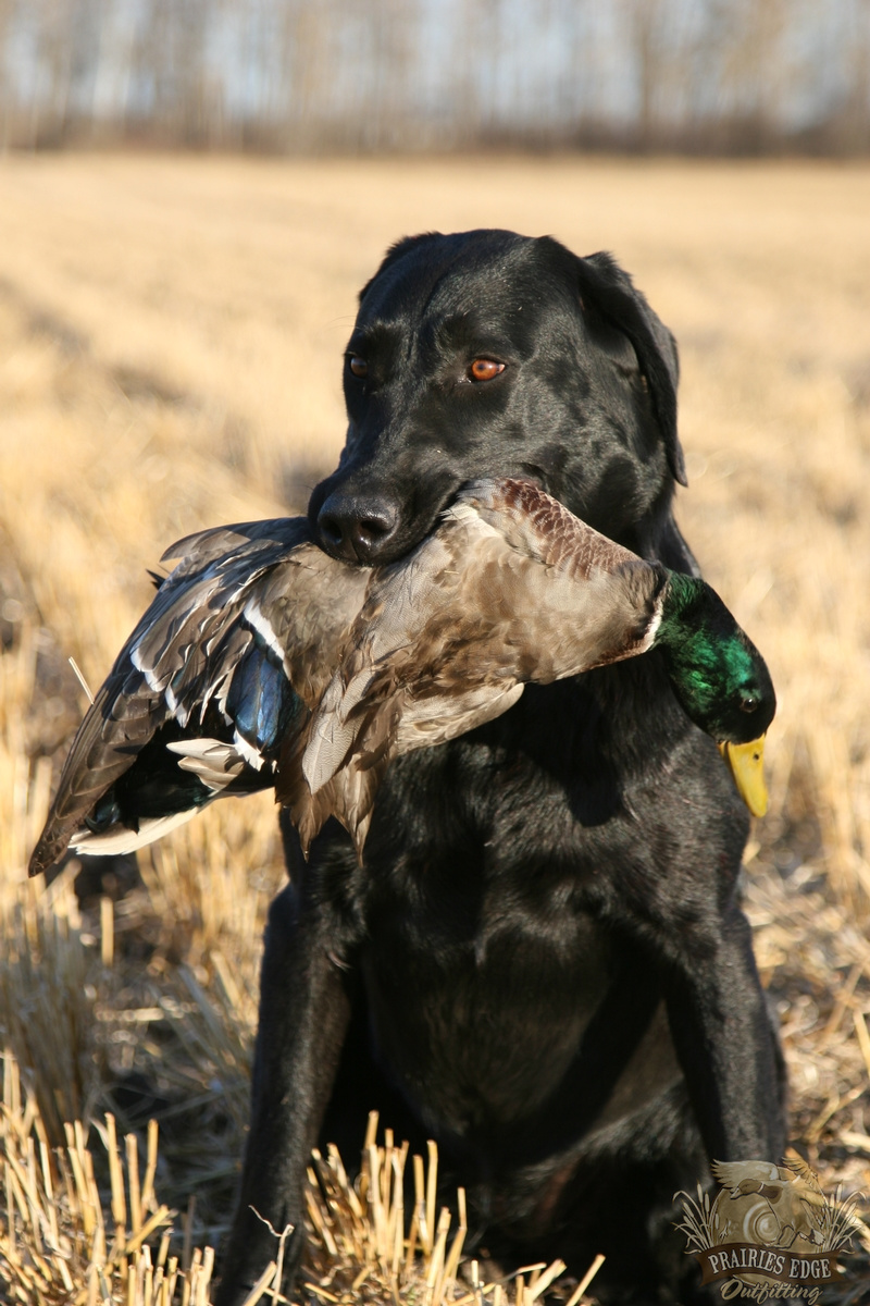 Waterfowl Outfitter Canada