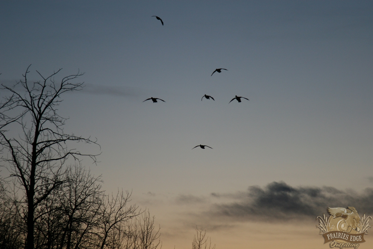 Saskatchewan duck hunting