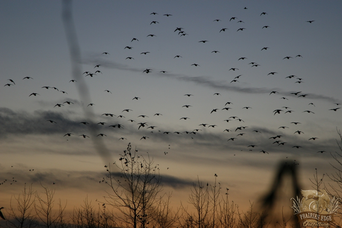 Hunting Ducks in Saskatchewan Canada