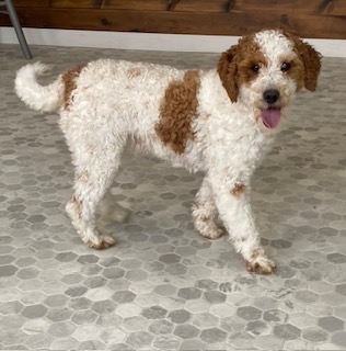Cooper