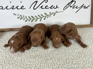 Minnie's Males