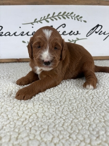 Lola's Male 1