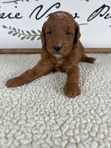 Lola's Male 2
