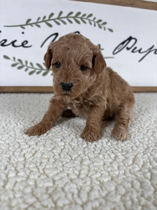 Rue's Female 1