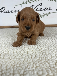 Rue's Female 2