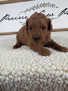 Rue's Female 3