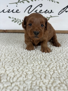 Rue's Female 4