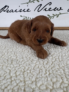 Rue's Male 1