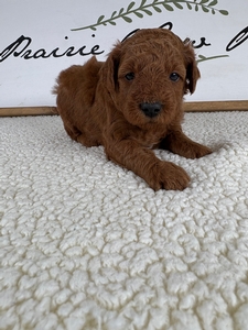Rue's Male 2