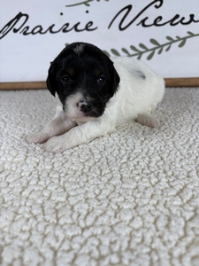 Bingo's Female 1
