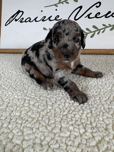 Bingo's Female 2